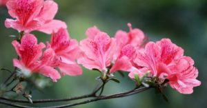 Ý nghĩa của hoa đỗ quyên – loài hoa của tình yêu đôi lứa