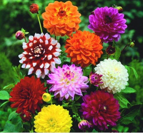 Các loại hoa thược dược đẹp phổ biến