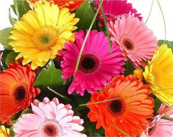 Khai trương cửa hàng hoa nên tặng hoa gì là đúng nhất?