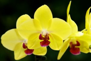Ý nghĩa của hoa địa lan vàng Hoàng Hậu – loài hoa đắt đỏ