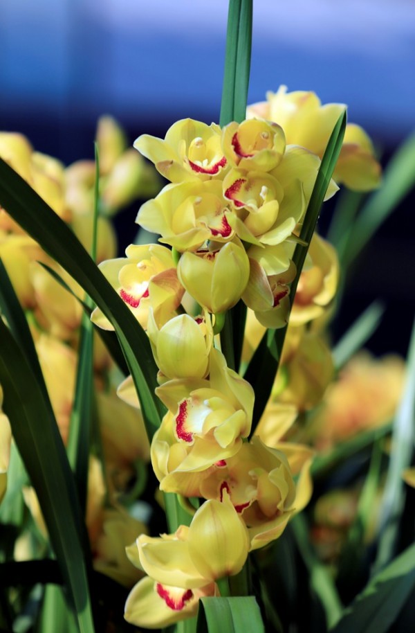 Ý nghĩa của hoa địa lan vàng Hoàng Hậu – loài hoa đắt đỏ