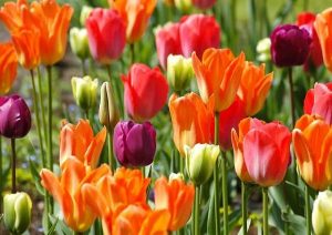 Ý nghĩa các màu hoa tulip, bạn có biết?