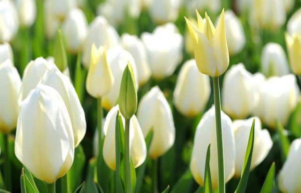 Ý nghĩa các màu hoa tulip, bạn có biết?