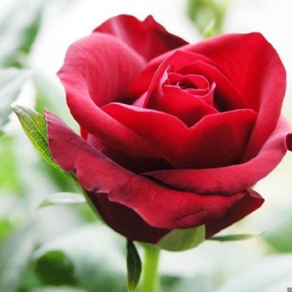 Những câu nói hay về hoa hồng – loài hoa của tình yêu và sắc đẹp