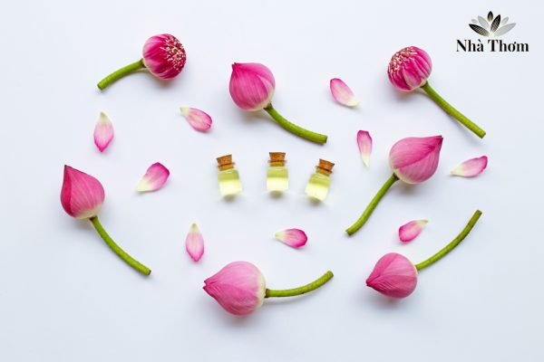 Tác dụng của tinh dầu hoa sen đối với sức khoẻ và sắc đẹp